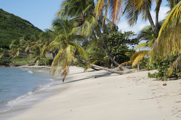 palm mayreau saint vincent and the grenadines caribbean 40