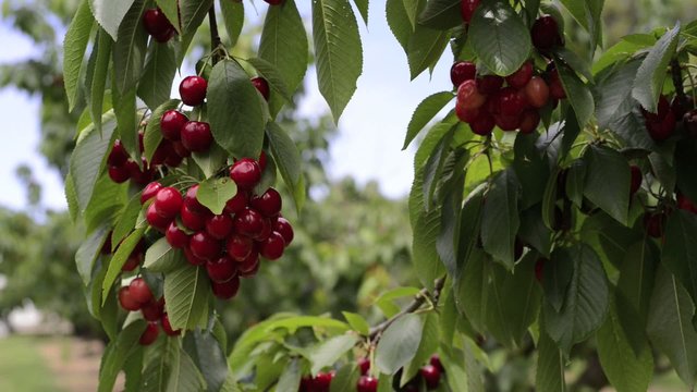 Red cherries on a tree
