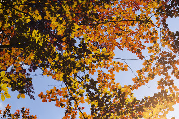 tricolor beech leaves background