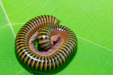 Closeup of a millepede, struggling on the ground