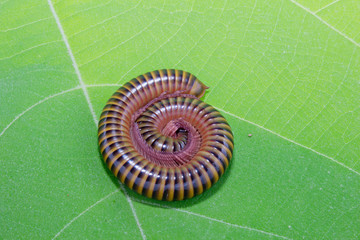Closeup of a millepede, struggling on the ground