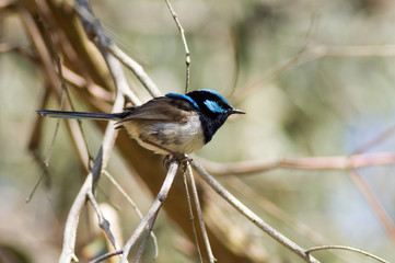 Blue Wren