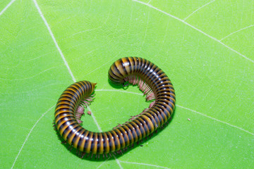 Closeup of a millepede, struggling on the ground