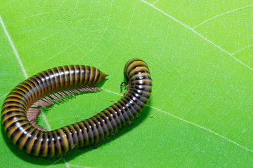 Closeup of a millepede, struggling on the ground