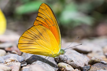 Orange Albatross butterfly
