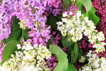 Beautiful lilac flowers background