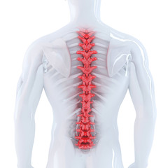 3d illustration of human spine. Isolated. Contains clipping path