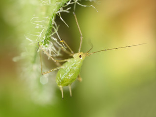 Aphid, close up photo