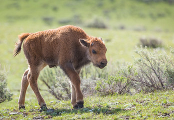 Fototapeta premium Bison Calf