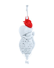 Isolated human organs focused on heart. Contains clipping path