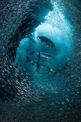 Tarpon and Silversides