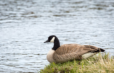 Canada Goose