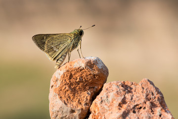 butterfly on a rock