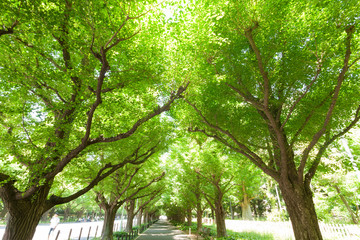 新緑の神宮外苑イチョウ並木