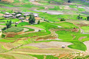 terraced rice field