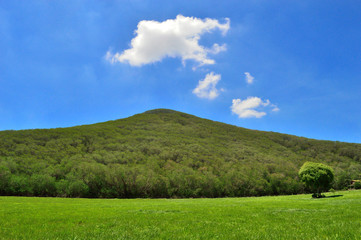 Fototapeta na wymiar Green meadow in mountain. Composition of nature.