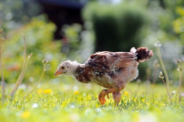 Mottled Chicken Walking on Green Lawn