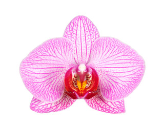 Naklejka na ściany i meble Pink orchid isolated on white