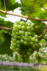 Fresh Green grapes