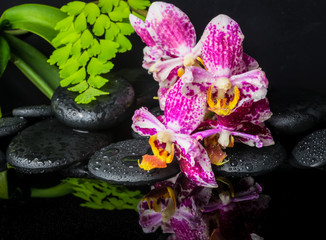 Beautiful spa concept of beautiful lace lilac orchid (phalaenops