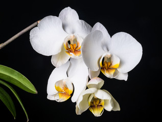 Blooming beautiful white orchid on the black background