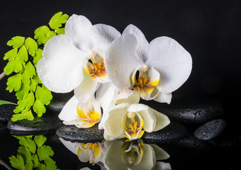 Fototapeta na wymiar Beautiful spa setting of white orchid (phalaenopsis), green bran