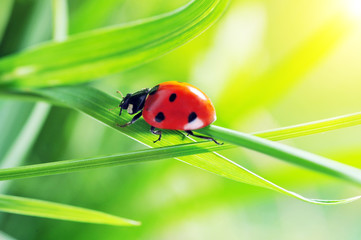 Ladybug on grass