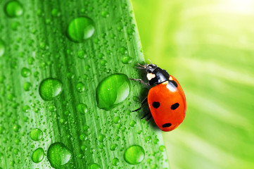 bright green leaf
