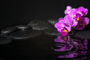 Spa concept of beautiful branches stripped lilac orchid (phalaen