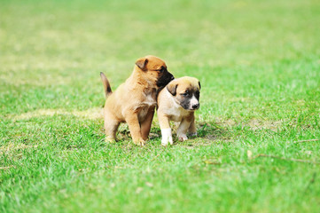 puppies belgian shepherd malinois