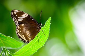 Great eggfly butterfly