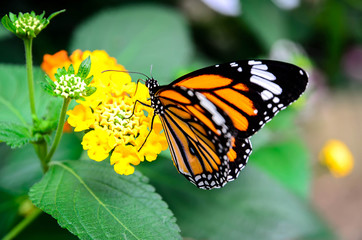 Plain tiger butterfly