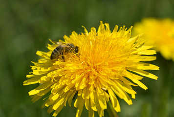 Bee is working for honey.