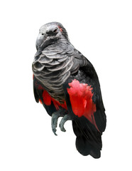 black and red wings bird