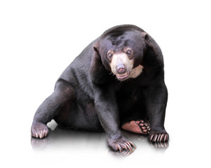 Fototapeta premium malayan sun bear