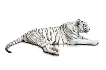 white tiger