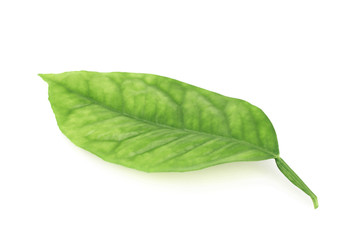 Obraz premium Lemon tree leaf isolated
