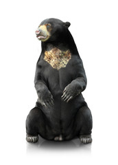 malayan sun bear