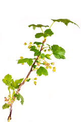 Branch of blackberry