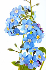 Obraz premium Forget-me-not closeup