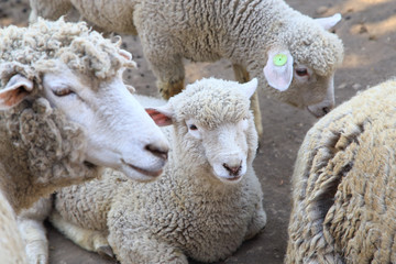 羊の群れ　子羊