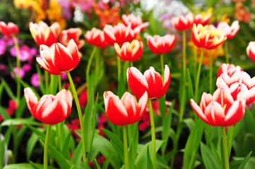 Group of Red Tulips