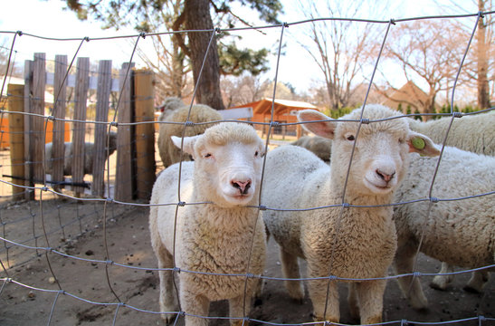 子羊 Images Browse 1 343 Stock Photos Vectors And Video Adobe Stock 子羊 Images Browse 1 343 Stock Photos Vectors And Video Adobe Stock