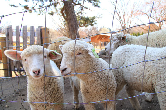 子羊 Images Browse 1 343 Stock Photos Vectors And Video Adobe Stock 子羊 Images Browse 1 343 Stock Photos Vectors And Video Adobe Stock