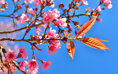 Spring Cherry Blossom