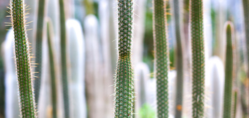 cactus forest