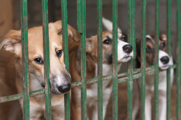 Three cute puppies locked in the cage