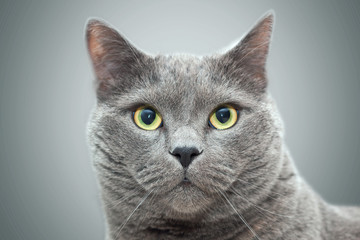 British cat portrait . Selective focus.