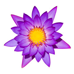 A purple lily isolated on a white background.