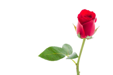Fototapeta premium Red rose
